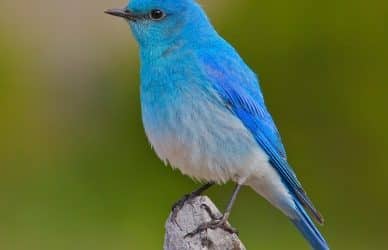 Bluebirds and Lay Downs are Dead. Welcome to the Grind.